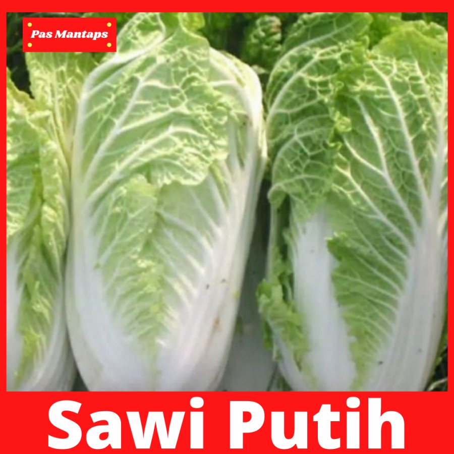 

Sawi Putih Pasar Sayur Segar Bekasi