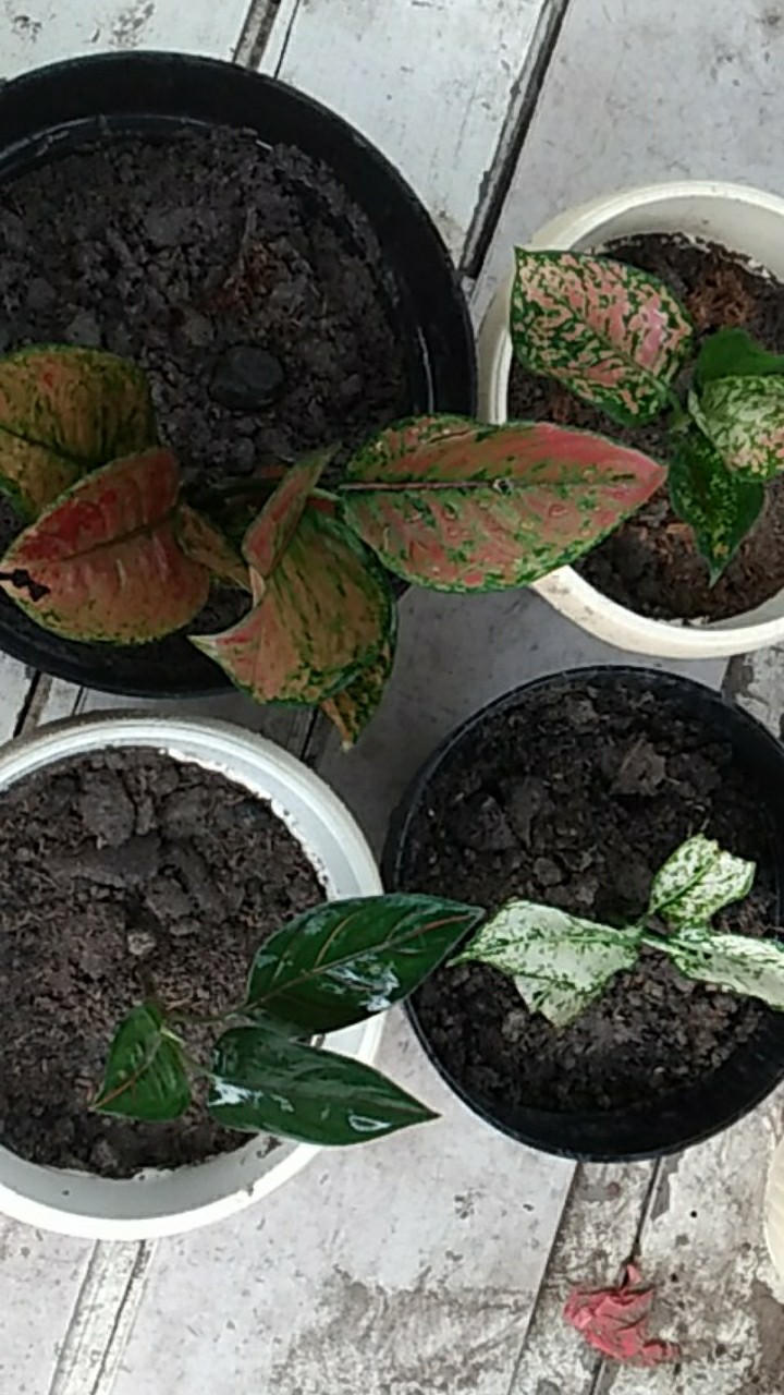 4 Paket Aglonema (bibit) Dud Anjamani , Red Heng Heng , Rotundum , Snowhite