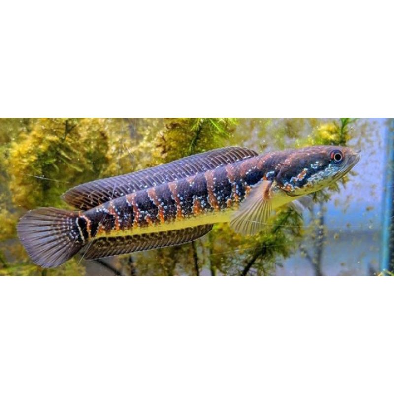 Ikan Hias Baby Channa Asiatika RSWS 9-10cm | Shopee Indonesia