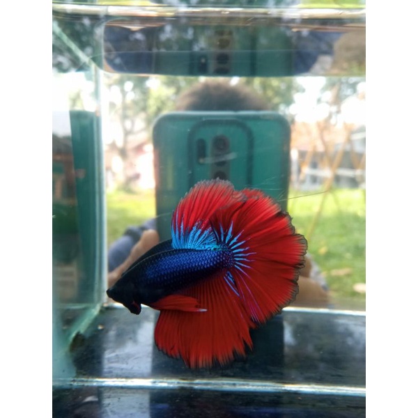 ikan cupang halfmoon pejantanan/cowoan slayer rostail+bonus