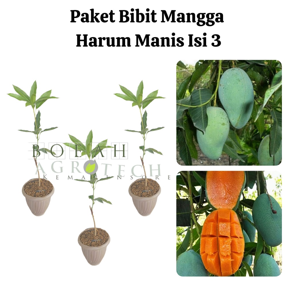 Paket Hemat Bibit Mangga Harum Manis Okulasi Isi 3 Bonus Bibit Strawberry+Polibag