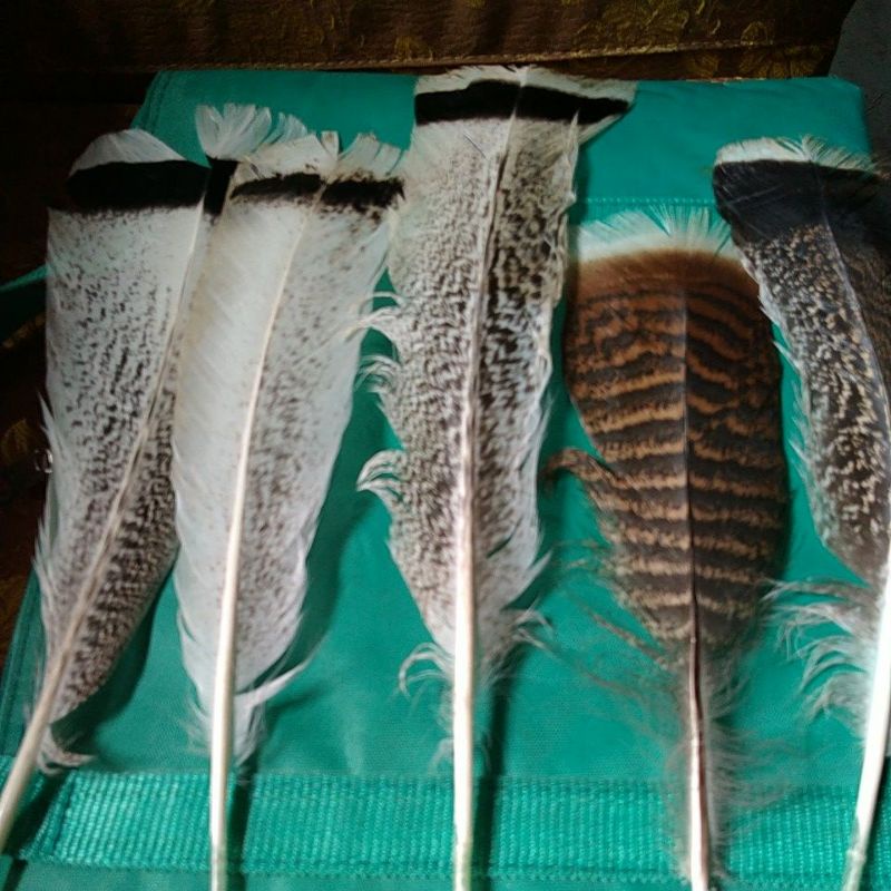 Bulu ayam kalkun 20-30cm