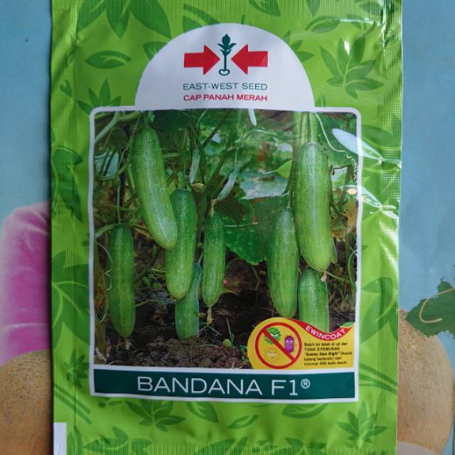 Benih Timun  BANDANA 175 biji