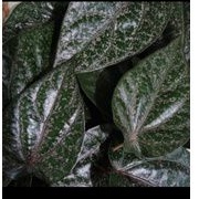 

daun sirih merah segar perelai