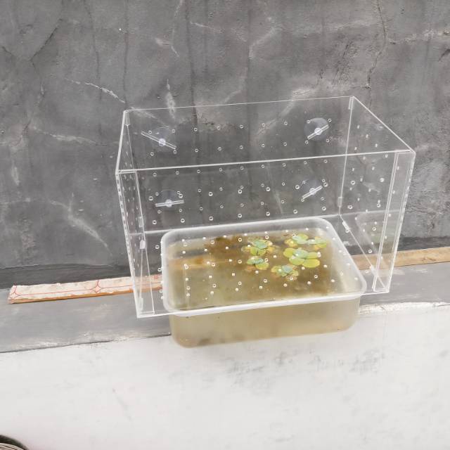 box karantina ikan