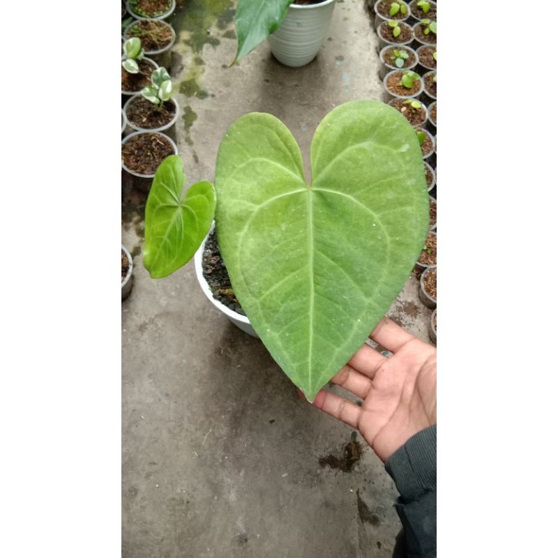 anthurium clarinervium hybrid (clarinervium x macrolobium)