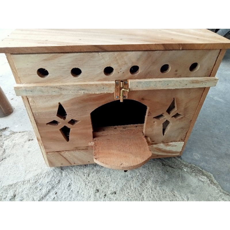 Gupon burung merpati Dara terbaru