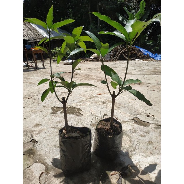 bibit mangga kombinasi 1 pohon 2 jenis