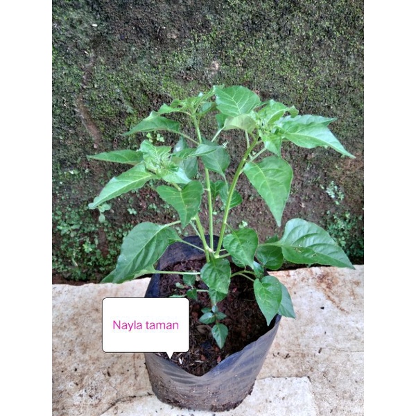 Pohon Cabe Rawit/Rawit setan