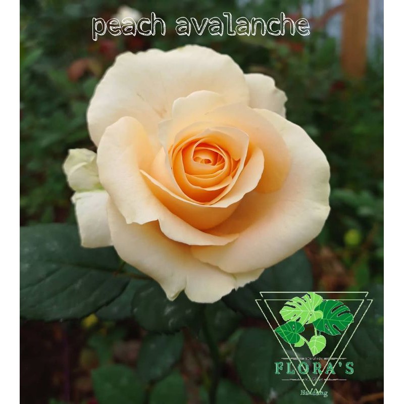 Bibit Mawar Holland Peach Avalanche