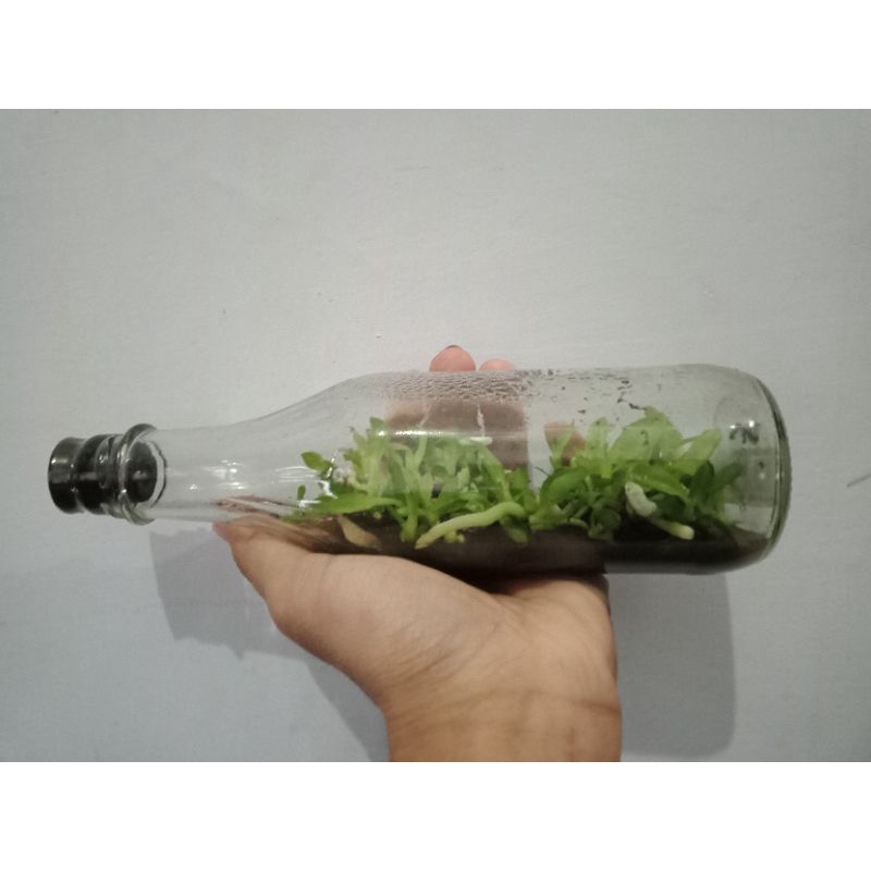 bibit botol anggrek bulan ber id benih  anggrek bulan murah phalaenopsis