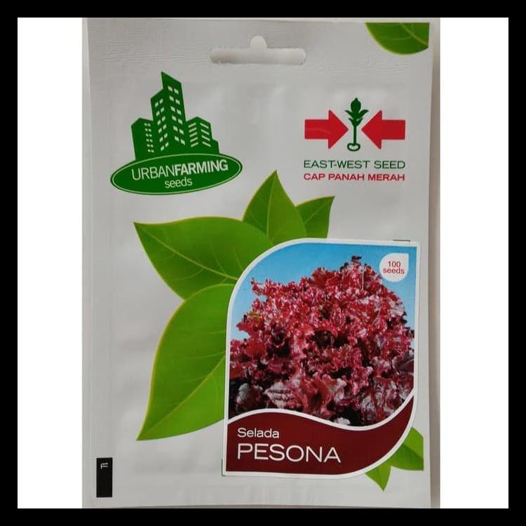 Benih Bibit Selada Keriting Merah Pesona (Uf) Hidroponik /Tanah