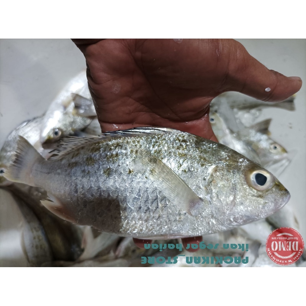 

Ikan Kakap Putih Segar / Ikan Grit White Snnaper