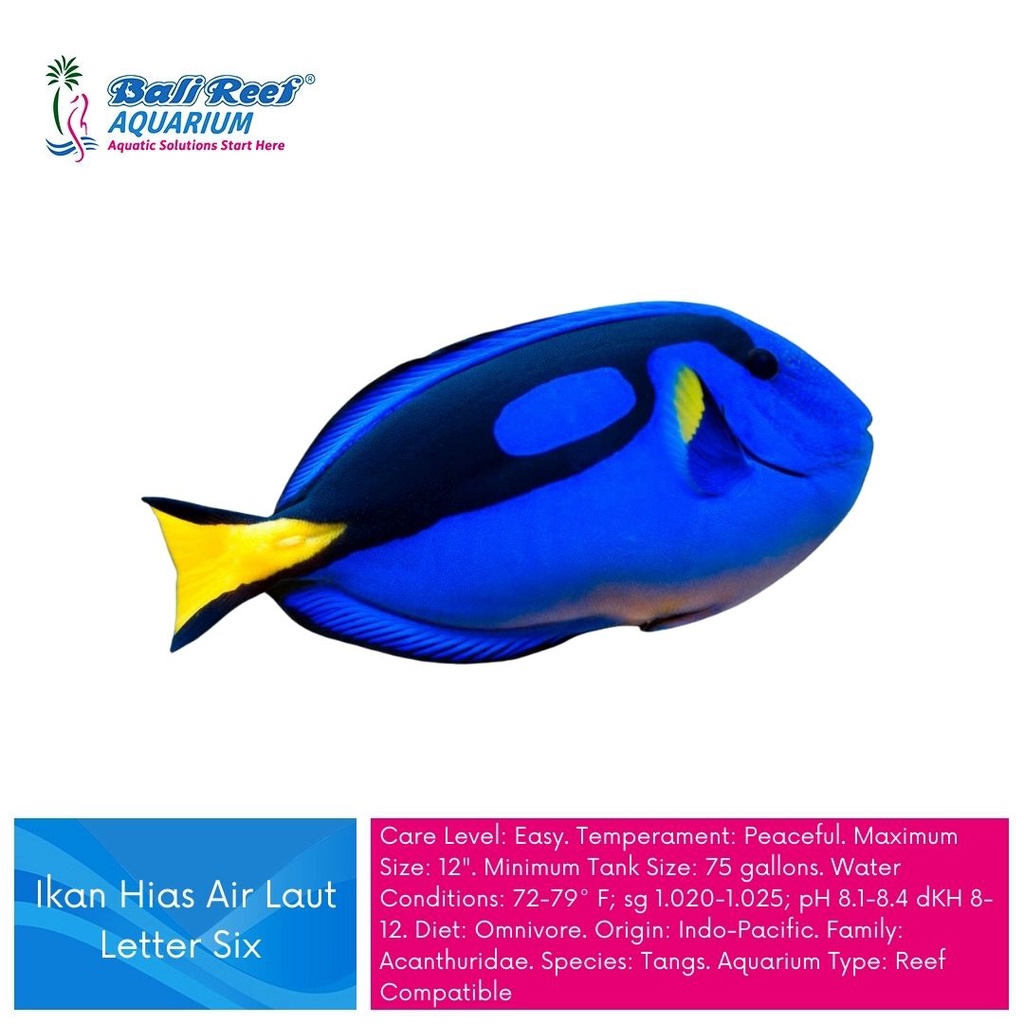 Ikan Hias Air Laut Letter Six Ikan Dori Size L