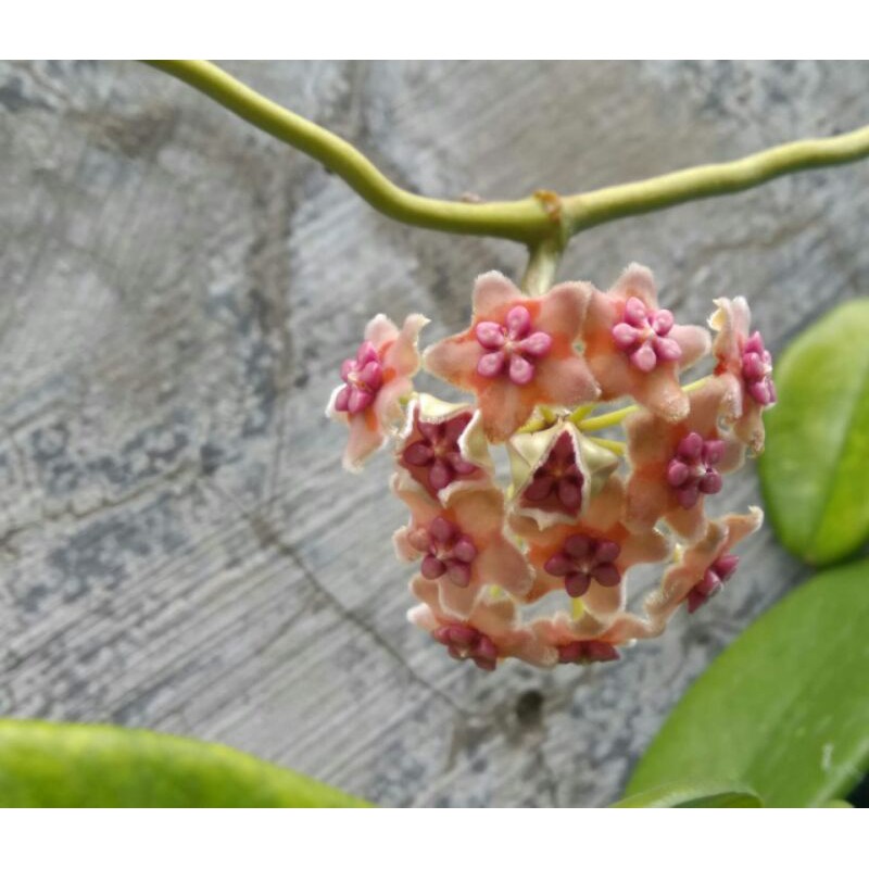 Bunga Hoya Merah  Red Hoya Flower