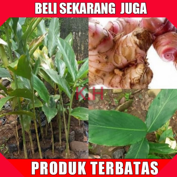 

Lengkuas bibit/tunas