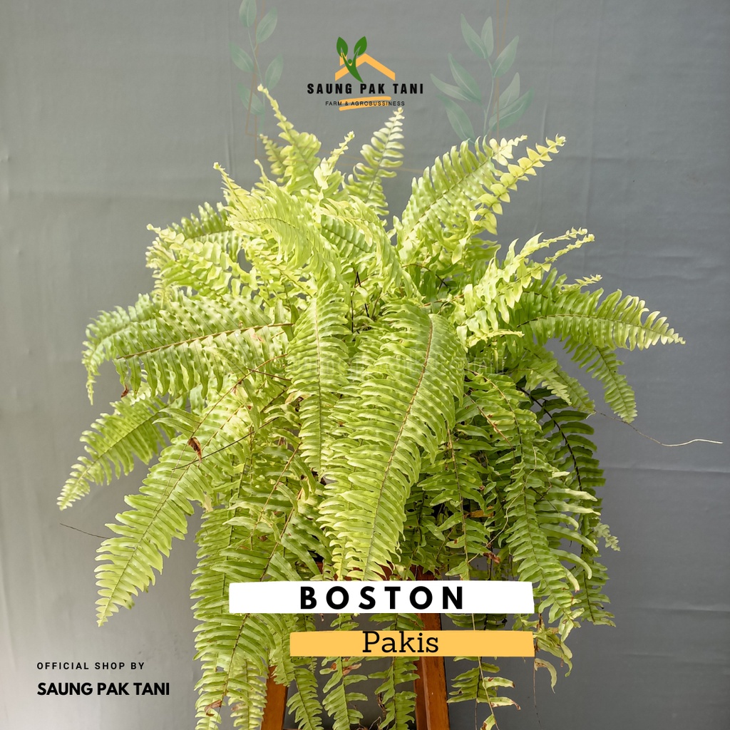 Pakis BOSTON / Tanaman Gantung / Vertical Garden