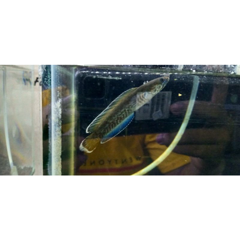 Channa Andrao 7-8 cm CB grade A full PB