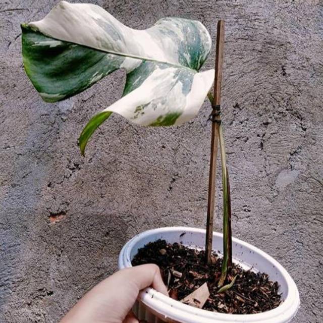 MONSTERA VARIEGATA ALBO