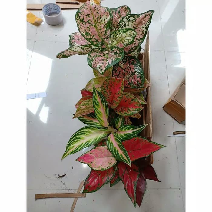 DUD TRICOLOR - Tanaman Hias Aglaonema Aglonema