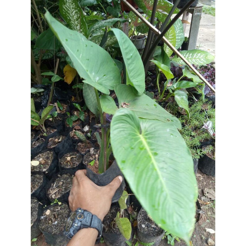 tanaman hias hamalomena batang hijau-hamalomena caladium-hamalomena batang hijau-HAMALOMENA HiJAU