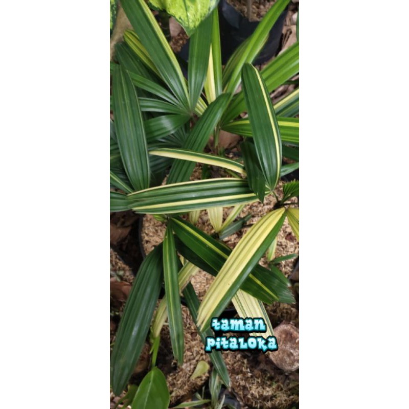 pohon hiyas palem waregu valigata