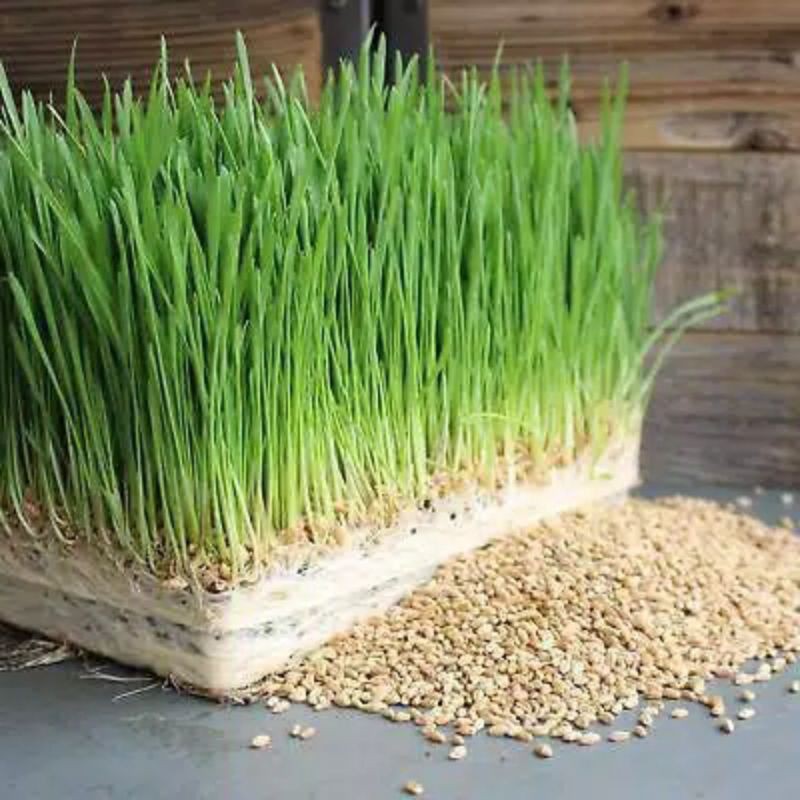 Jual bibit benih rumput kucing / wheat grass / rumput gandum kemasan