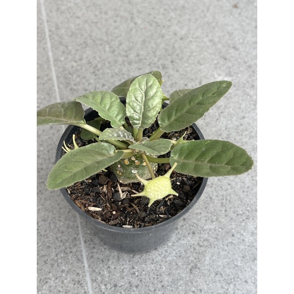 dorstenia foetida caudex / dorstenia form chubby