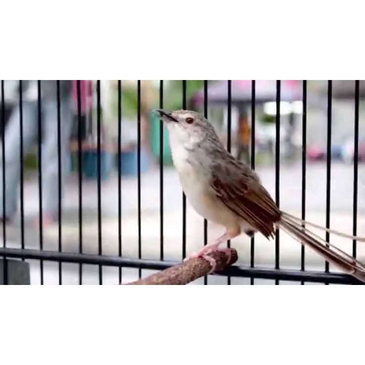 830 Gambar Burung Trucuk Kartun Terbaik