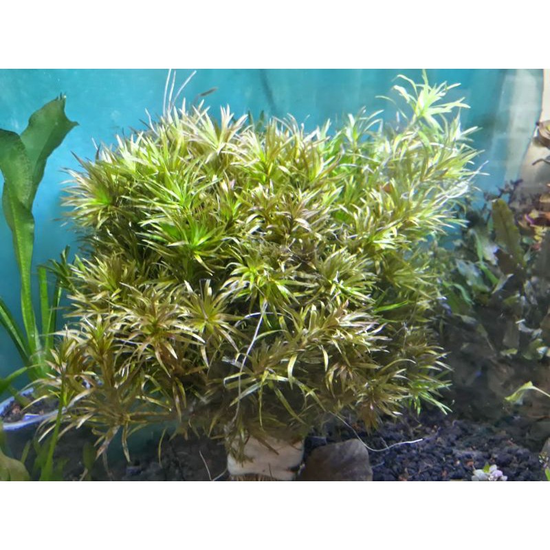 Aksesoris aquarium Blyxa Japonica Tanaman Aquascape Blyxa Japonica