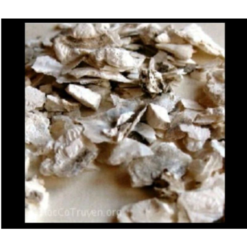 

300 G GR GRAM 牡蛎 MU LI OSTREAE CONCHA