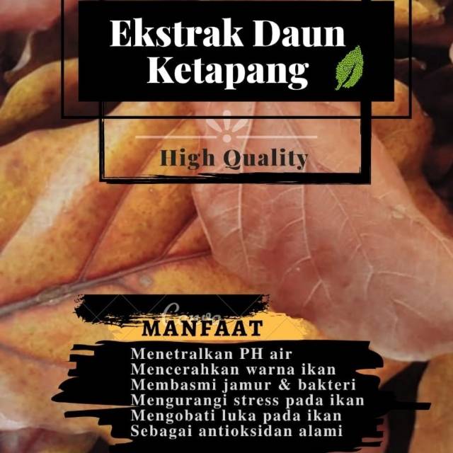 

Ekstra daun ketapang (teh) high quality