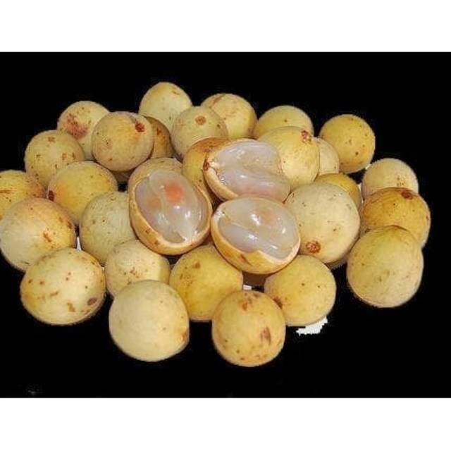 Bibit tanaman buah duku longkong biji kempes