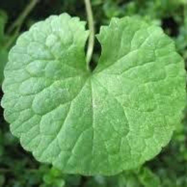 Daun Antanan Daun Pegagan Daun Dudug Segar 1000gram Obat Herbal Shopee Indonesia