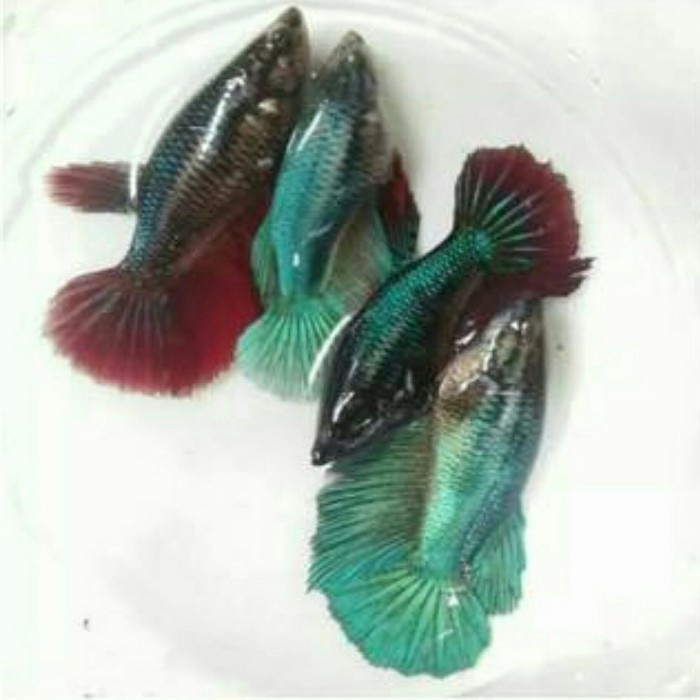 ikan cupang halfmoon female 5 ekor siap breeding