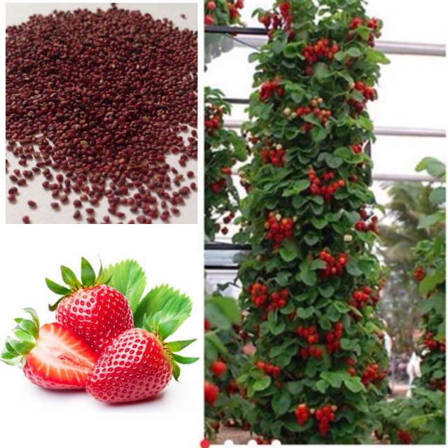 500 climbing strawberry seeds Floral & Garden Crafts Gardening & Plants
