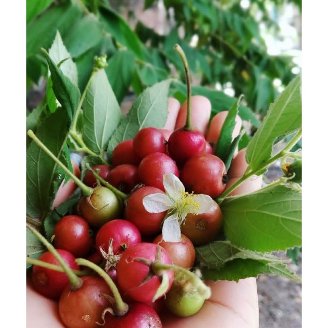 

BUAH KERSEN BUAH TALOK BUAH CHERY BUAH KERES untuk manfaat obat