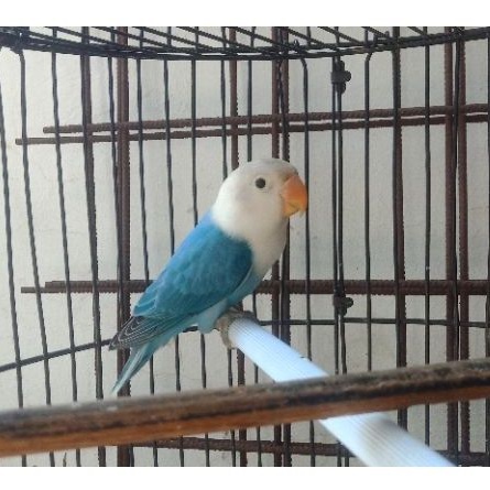 lovebird biola blue