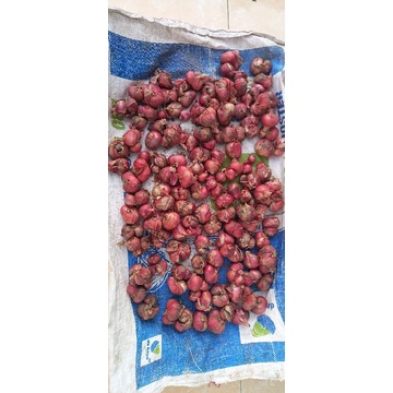 

BAWANG MERAH BuMBU DAPUR BUMBU MASAK