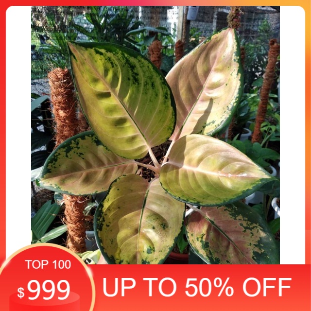 aglonema sultan Brunai anakan/baby