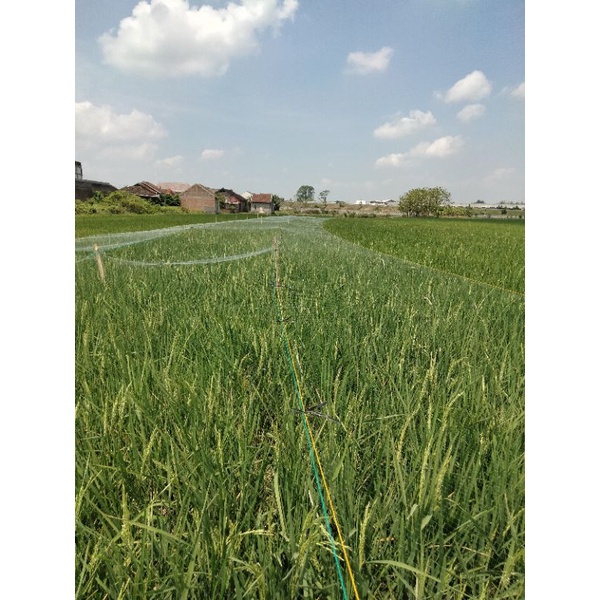 Jaring burung sawah panjang 100yds jaring burung pipit jaring burung emprit jaring padi jaring pengaman hama burung padi jaring buring kecil bonus polibek