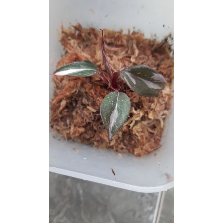 Philodendron Anderson