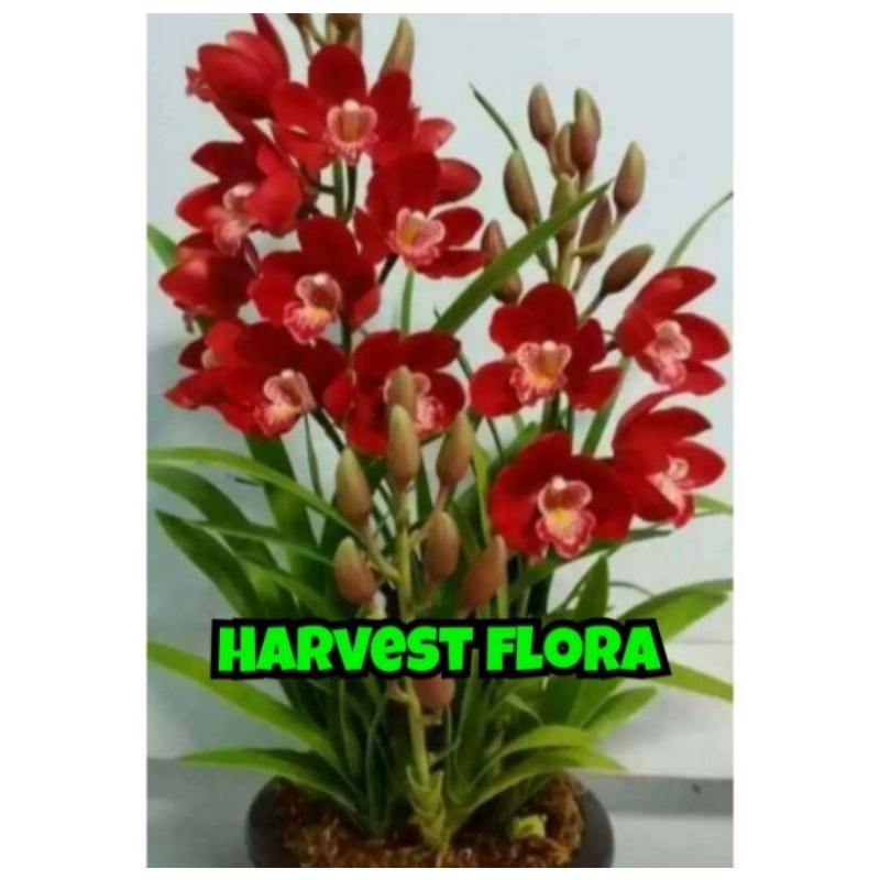 Tanaman hias anggrek tanah bunga merah besar - tanaman siap berbunga - tanaman hidup - bunga hidup - tanaman indoor outdoor