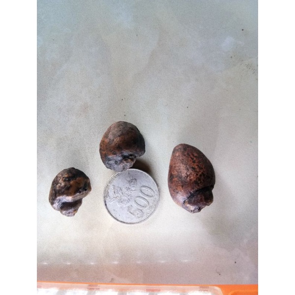 KOL BUNTET / KEONG BUNTET #FOSIL KEONG