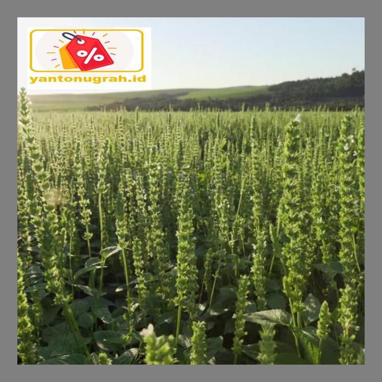 

S50Mkkar Chia Seed 1 Kg Black Organic Meksiko Premium Original Dr05Ytd