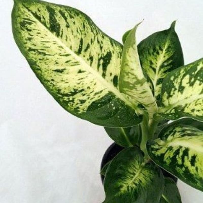 Dieffenbachia Splash / Sparkle - Tanaman Hias Indoor