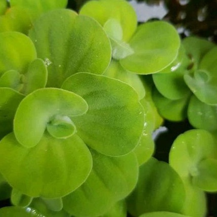 Tanaman Air Apu Lele tanaman Apu apu tanaman apung tanaman apung aquascape tanaman apung aquarium ta