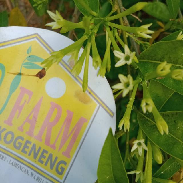 Bibit Bunga Arum Dalu Kembang Arum Dalu Sangat Wangi Di Malam Hari Shopee Indonesia