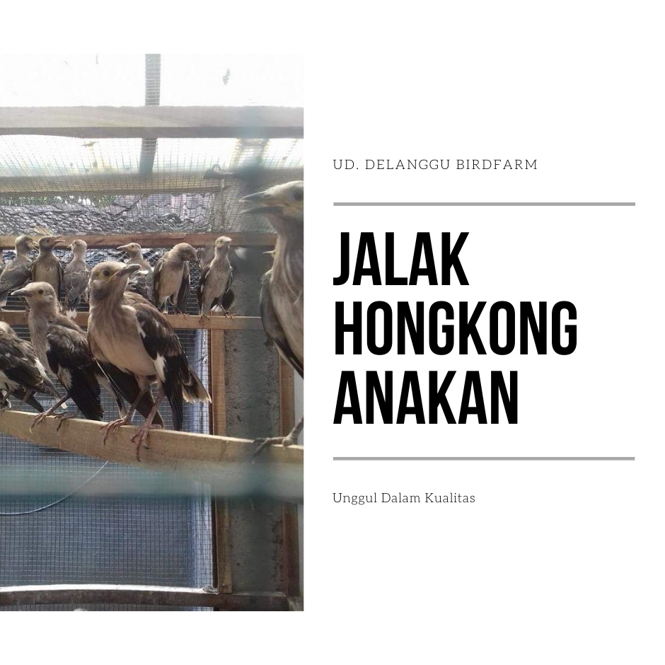 Jalak Hongkong Anakan