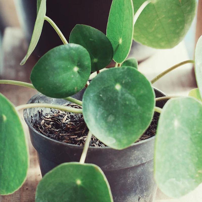 pilea peperomioides / tanaman pilea